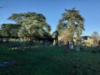 Lebanon Cedar (left) and Atlas Cedar (right): Click to enlarge